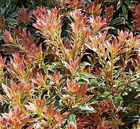 Image result for Pieris japonica Little Heath