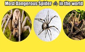 Image result for Top 10 Most Dangerous Spiders