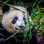 Image result for Chengdu China Panda