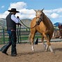 Image result for Western Horse with Neck Rope On
