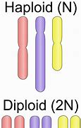 Image result for Ploidy of Nuclei