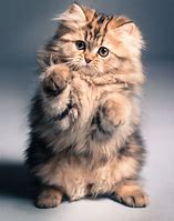 Image result for Little Fluffy Kittens