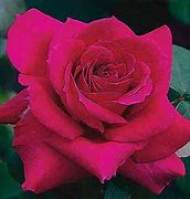 Image result for Big Purple Hybrid Tea Rose