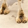 Image result for Camel Rate Toe