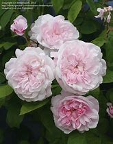 Résultat d’images pour Rosa Fantin Latour