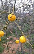 Image result for Small Round Orange Fruit