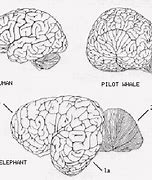 Image result for The Bigger Brain