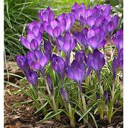 Image result for Crocus tommasinianus