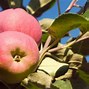 Image result for Winecrisp Apple Tree