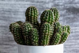 Image result for Cactus Jpg Free