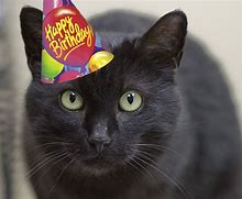 Image result for Black Cat Birthday