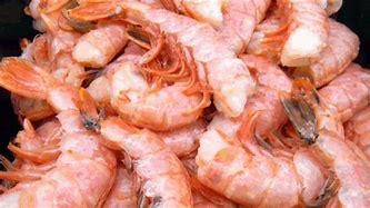 Image result for Desert Shrimp