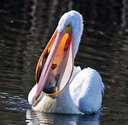 Image result for Pelican with Fish Inside Mouth