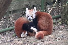 Image result for Red Panda Fighting