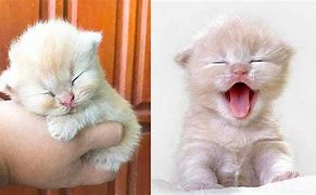 Image result for Funny Cute Baby Cats