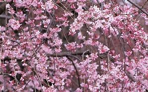 Cherry blossom 的图像结果