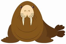 Image result for Sea Lion Vector