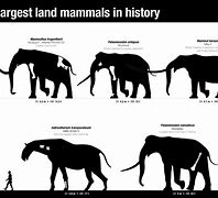 Image result for What Is the World's Largest Animal