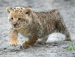 Image result for ligers cub