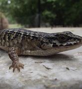 Image result for Western Alligator Lizard