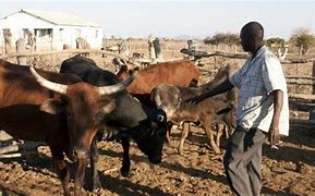 Image result for A Cattle Rustler Some Kind of Thiet