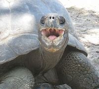 Image result for Surprised Tortoise