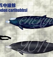 Image result for "mesoplodon Carlhubbsi". Size: 172 x 185. Source: sinammonite.deviantart.com