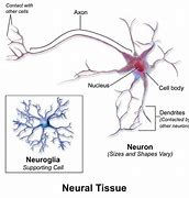 Image result for Brain Nervous Tissue