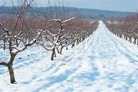 Image result for Snow Apple Orchard
