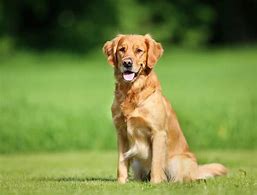 Image result for Animal Chien