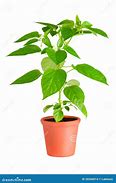 Image result for Chili Pepper Plant