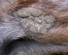 Image result for Equine Sarcoid Treatment