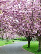 Image result for Cherry Blossom Tree Garden