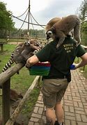 Image result for Zookeeper Animals