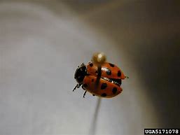 Image result for "lady-beetle-(hippodamia-convergens)"