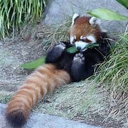 Image result for funny animals