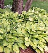 Hosta Azurtini に対する画像結果