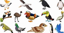Image result for 10 Nombres de Aves. Size: 206 x 106. Source: es.vecteezy.com