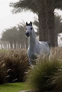 Image result for Hi Dubai Horse