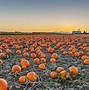 Image result for Pumpkn Patch Ground