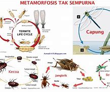 Image result for hipermefamorfosis