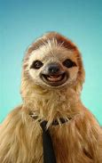 Image result for Sloth PC Wallpaper