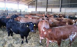 Image result for Beef Farming in Kenya