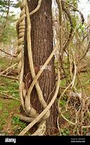 Image result for Trees That Branches Are Vines