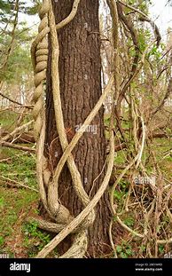 Image result for Vines On Tree Trunks