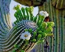 Image result for Cactus Nature Desktop Nexus