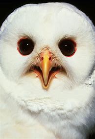 Image result for Albino Owl