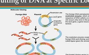Image result for Cloning Biotechnology