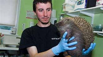 Image result for Big Hedgehog