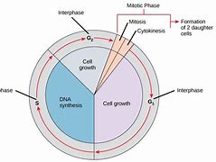 Image result for Cell Pahses Diagram